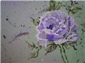 Shabby chic ruza